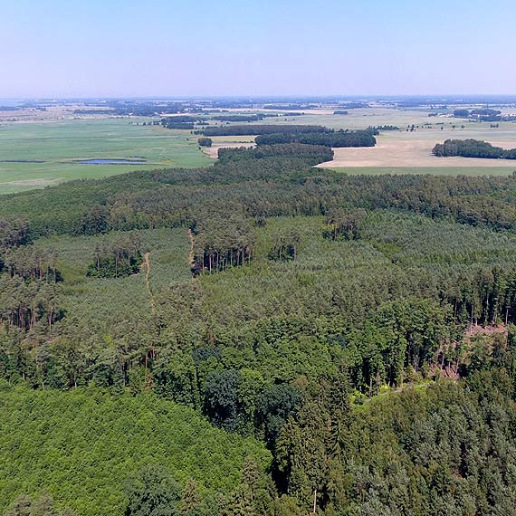 Plantacja marihuany przed Dobropolem! Policja na tropie sprawcy!