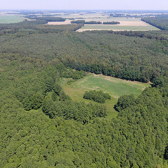 Plantacja marihuany przed Dobropolem! Policja na tropie sprawcy!