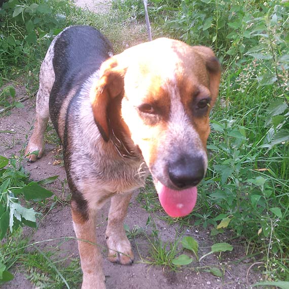 Przestraszony piesek przywizany do drzewa - czy kto go szuka?