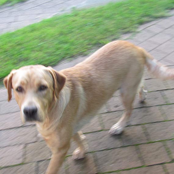 Zabkany pies w Wapnicy