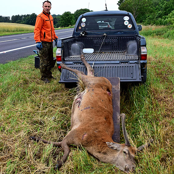 Jeleń wpadł pod koła Tira. Zwierzę zginęło na miejscu