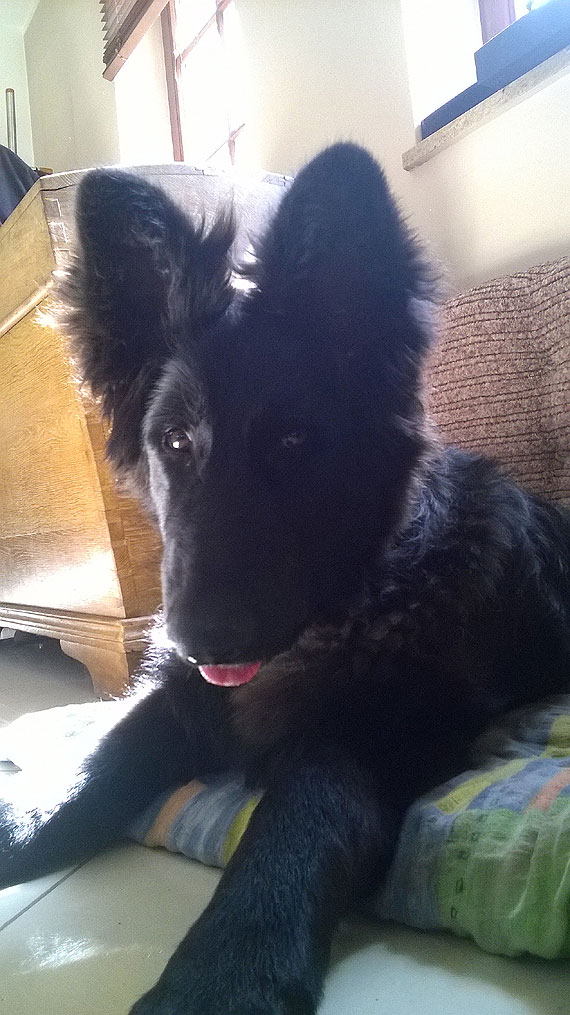 W Kamieniu Pomorskim zaginął Aron! Za pomoc w poszukiwaniach nagroda!