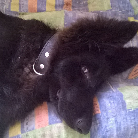 W Kamieniu Pomorskim zagin Aron! Za pomoc w poszukiwaniach nagroda! 