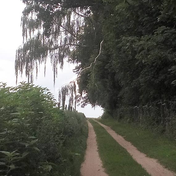 Mieszkaniec Wolina: Te gałęzie niedługo zrobią komuś krzywdę! Czy służby czekają na tragedię?