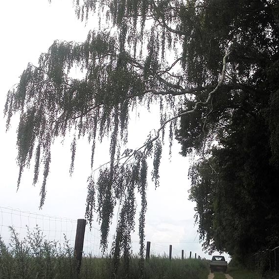 Mieszkaniec Wolina: Te gazie niedugo zrobi komu krzywd! Czy suby czekaj na tragedi?