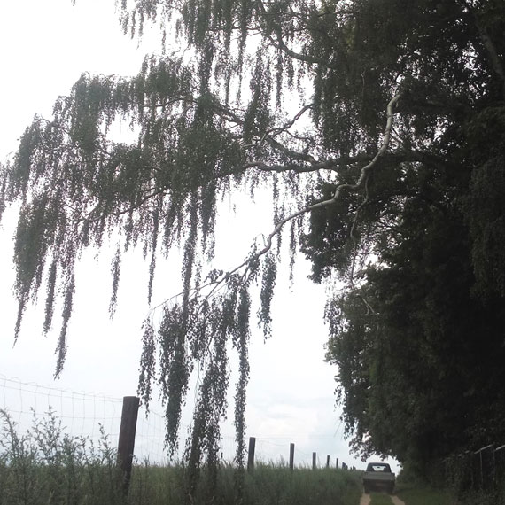 ZGKiM w Wolinie: Nadłamana gałąź jest już usunięta