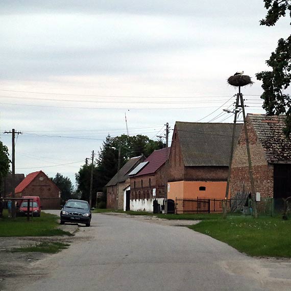 Koniewo szuka towarzyszki bociana Wojtka!