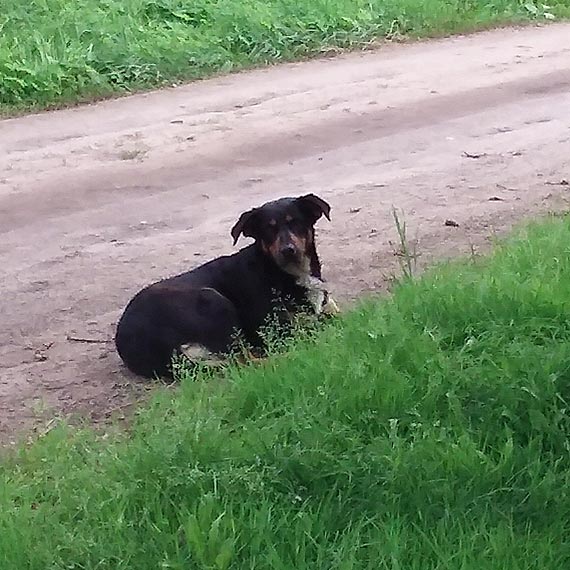 Kto szuka tego pieska?