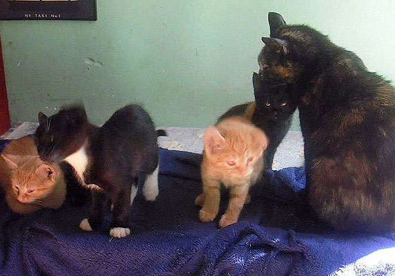 Pom znale nowy dom bezdomnym kotkom! 