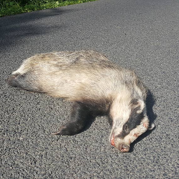 Kogo informowa o  martwych zwierztach na drogach?