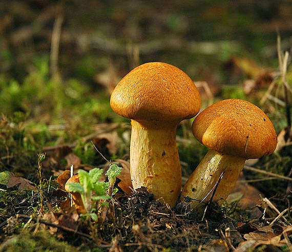 Wybierasz si na grzyby? Oto porady ktre by moe uratuj czyje ycie