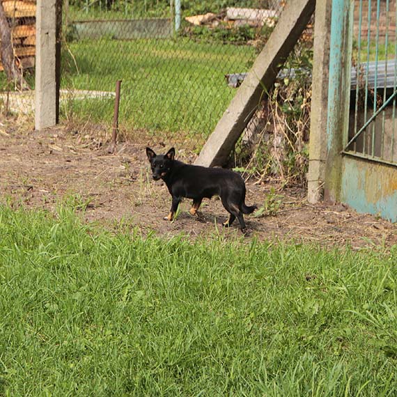 May wielorasowiec terroryzuje ca wie