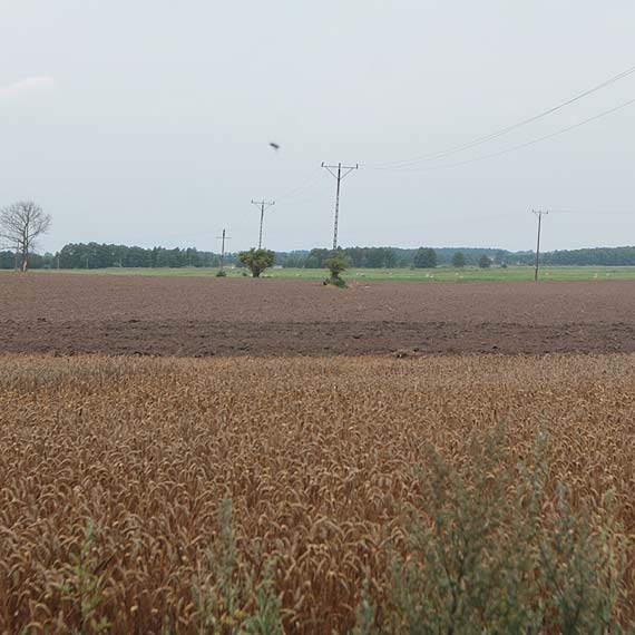 May wielorasowiec terroryzuje ca wie