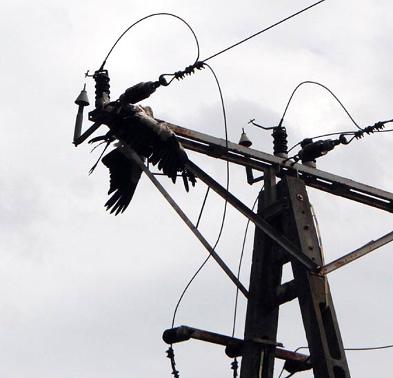 Makabryczny widok w Mokrawicy! Na słupie średniego napięcia wisi bocian!
