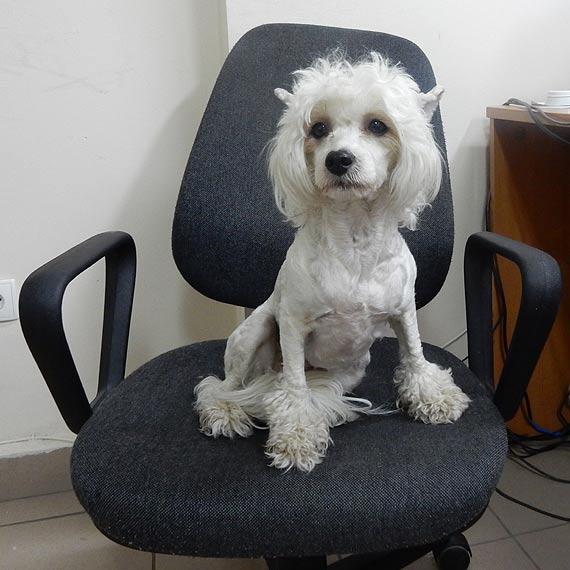 Zgubiony w Midzyzdrojach pies do odebrania w siedzibie Stray Miejskiej