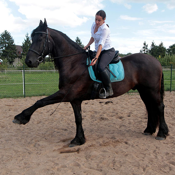 BARTELLE do Kamienia Pomorskiego przygalopowa z Holandii