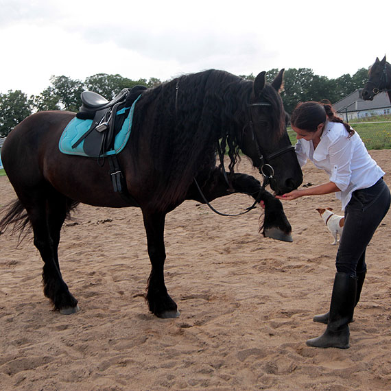 BARTELLE do Kamienia Pomorskiego przygalopował z Holandii