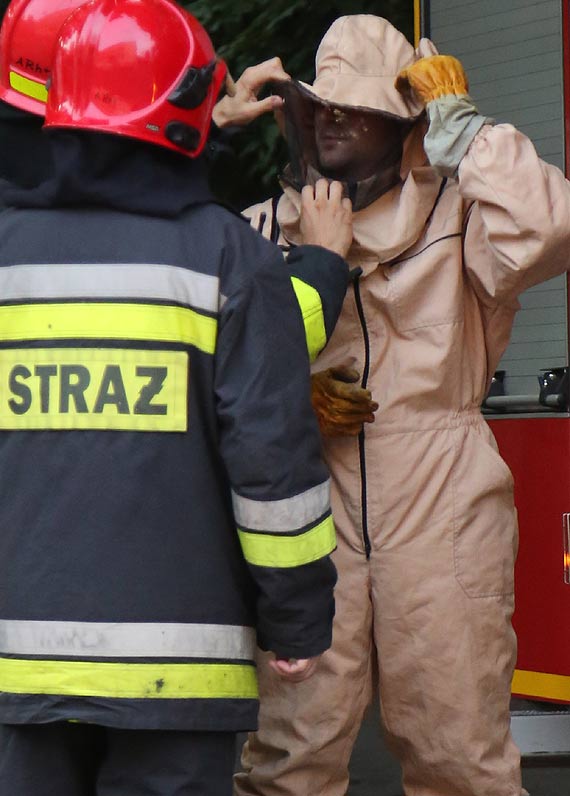 Szerszenie siej postrach w powiecie kamieskim!