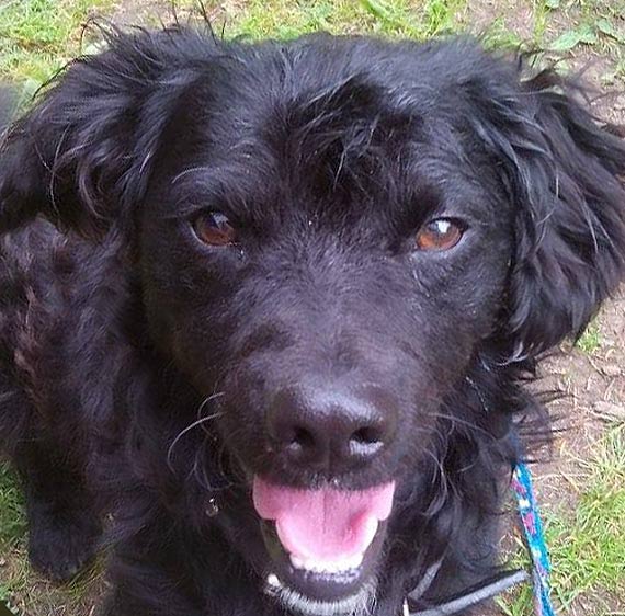 Gucio uciek ze swojego domu w Troszynie! Wacicielka bardzo martwi si o swojego pieska