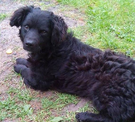 Gucio uciek ze swojego domu w Troszynie! Wacicielka bardzo martwi si o swojego pieska