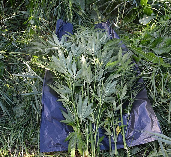 Kryminalni zlikwidowali plantacj� konopi