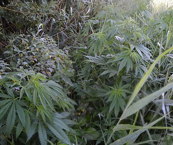 Kryminalni zlikwidowali plantację konopi