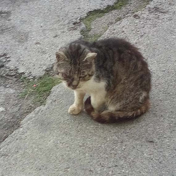 Czytelniczka: Ten kot naprawd potrzebuje ratunku i opieki specjalisty