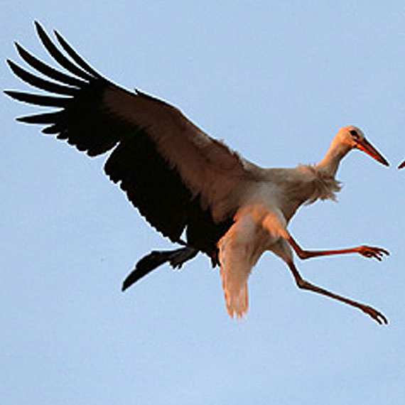 Bocian utknął na balkonie! Na pomoc wezwano strażaków!