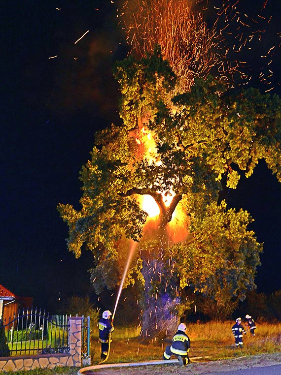 Niczym Feniks z popiow! Db Prastary zaczyna odywa!