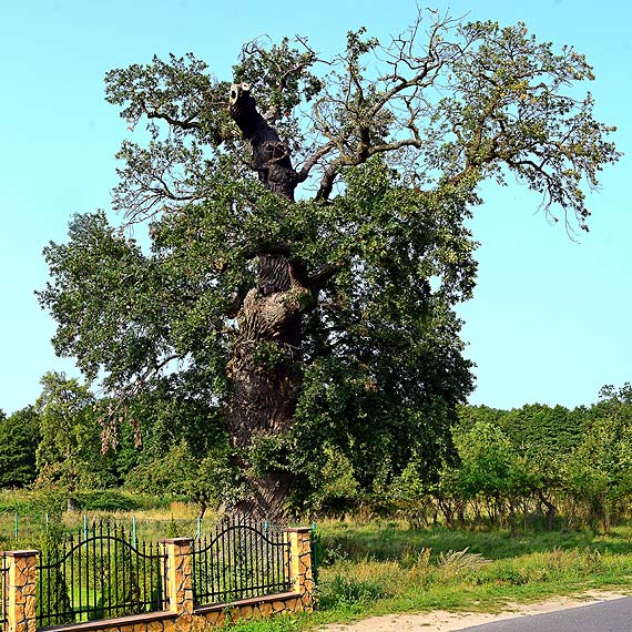 Niczym Feniks z popiołów! Dąb Prastary zaczyna odżywać!