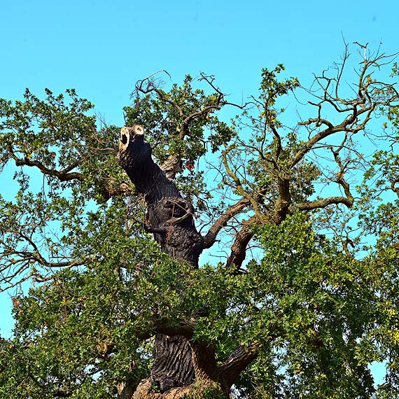 Niczym Feniks z popiołów! Dąb Prastary zaczyna odżywać!