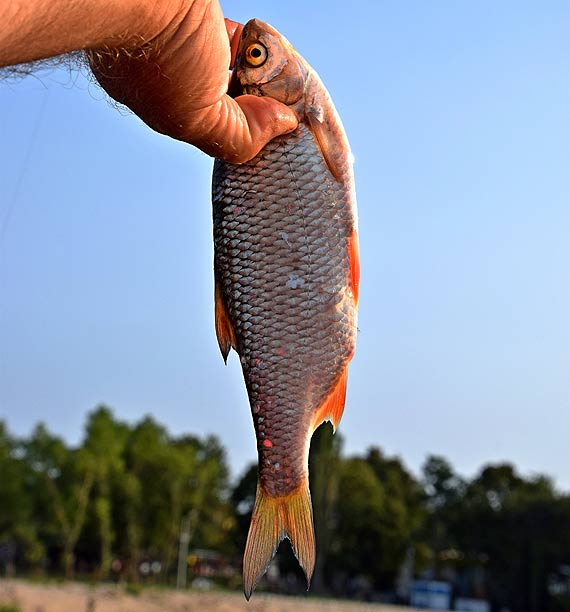 Relaks wedug pana Mariana