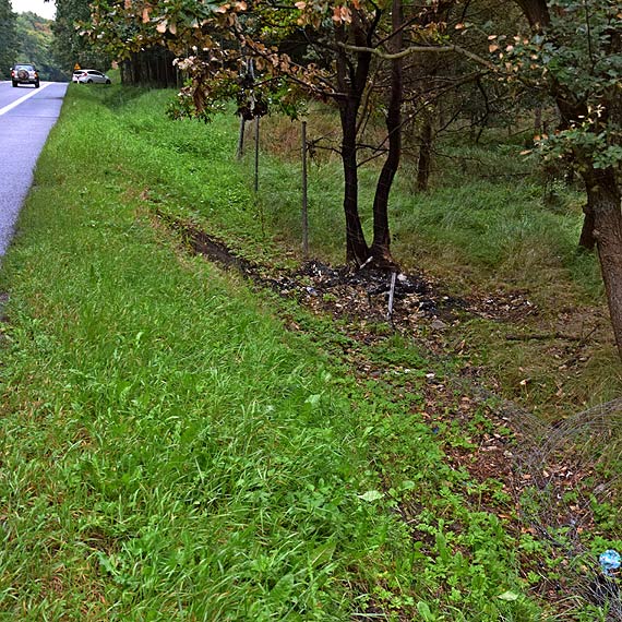 Kierowcy, uwaajcie na zwierzta - brak ogrodzenia na odcinku DK3