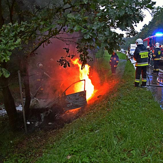 Kierowcy, uwaajcie na zwierzta - brak ogrodzenia na odcinku DK3