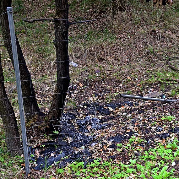 Kierowcy, uwaajcie na zwierzta - brak ogrodzenia na odcinku DK3