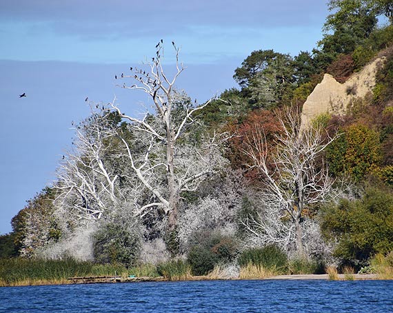 Kormorany zniszcz klify