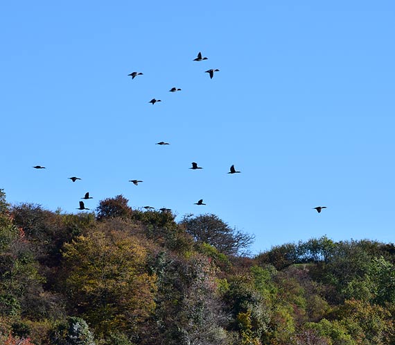 Kormorany zniszcz klify