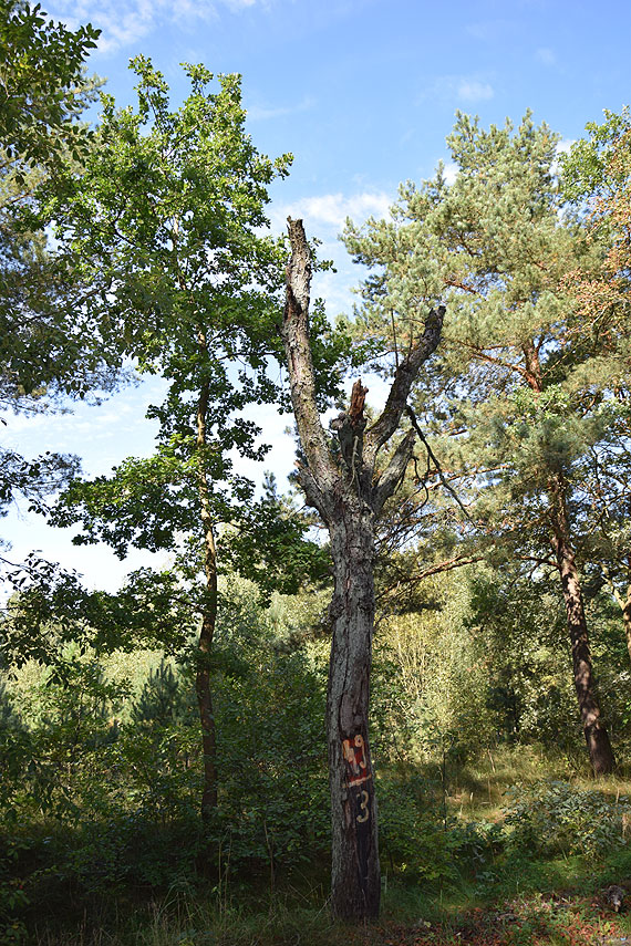 Mieszkaniec: W adzinie czekaj na tragedi? To kwestia czasu, kiedy wyschnite drzewo runie na przechodnia albo samochd
