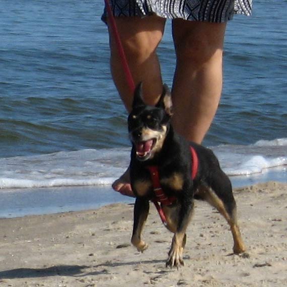 Czytelniczka z Midzyzdrojw: Jak mam pewno, e nie le na psiej kupce?