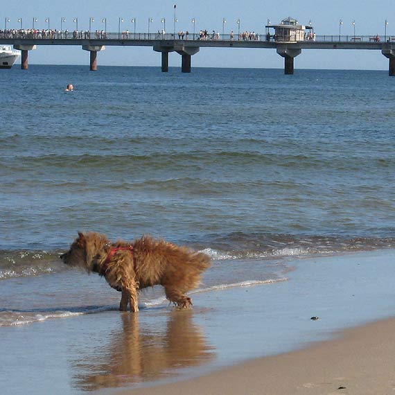 Czytelniczka z Midzyzdrojw: Jak mam pewno, e nie le na psiej kupce?