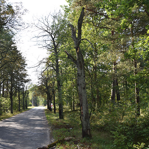Obumare i wyschnite drzewa maj znikn z drogi powiatowej najpniej do marca 2017 roku