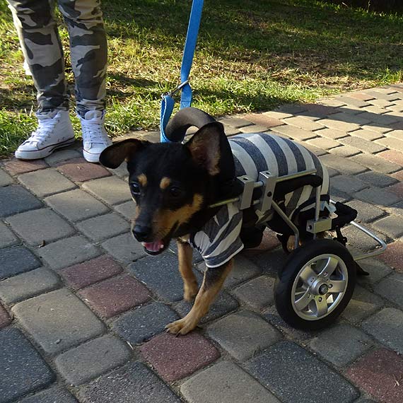 Tom versus Zerwany Rdze, czyli pies na 4 apkach i 2 kkach