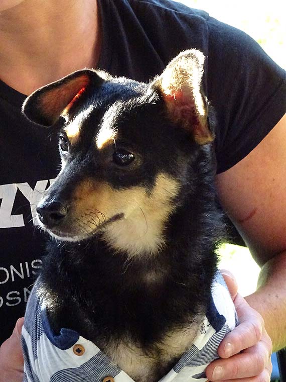 Tom versus Zerwany Rdze, czyli pies na 4 apkach i 2 kkach