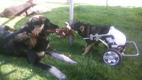 Tom versus Zerwany Rdze, czyli pies na 4 apkach i 2 kkach