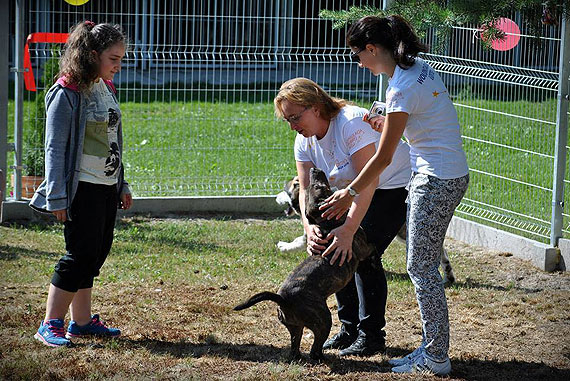 Nowa atrakcja dla pieskw w schronisku w Sosnowicach