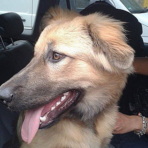 Pies szuka swojego waciciela! Zosta znaleziony na drodze! 