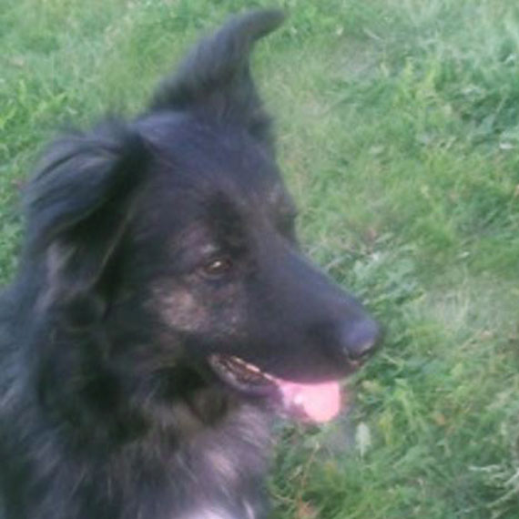 Ten pikny psiak szuka nowego domu! 