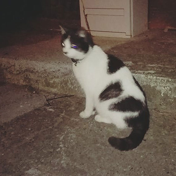 Zbkany kociak szuka domu!