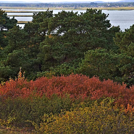 Nie tylko tarnina usycha. Rolinom  brakuje wody