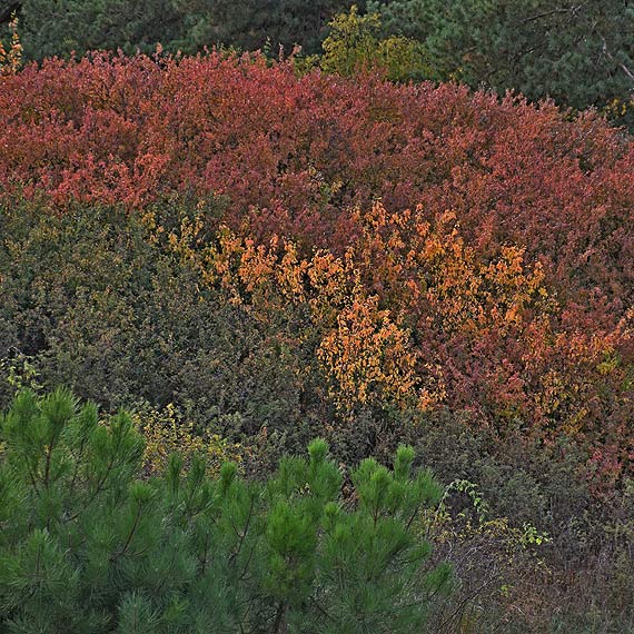 Nie tylko tarnina usycha. Rolinom  brakuje wody